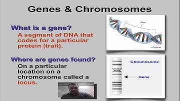 Chapter 11 Part 1 - Genes & Loci