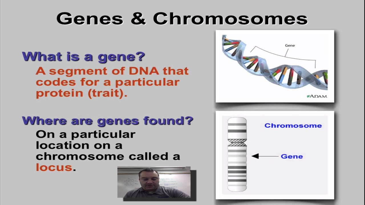 Ген lrrtm1. Локус ДНК. Ген rasgrf1. Gene is a segment of DNA that codes. Ген 1 телефон