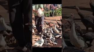 Tudo mansinhos as galinhas, pato, galo,peru,pintinhos, vou pegar a ração pra eles