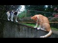 Funny cats 😂 episode 109 | 🤣😅 New Funny Cats Videos 😸😸