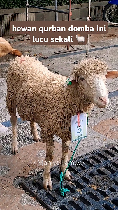 hewan qurban domba ini lucu sekali, menggemaskan #shorts #trending #viral #qurban #iduladha