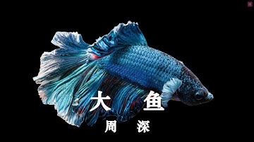 周深 - 大鱼 [Zhou Shen - Big Fish] LRC HQ