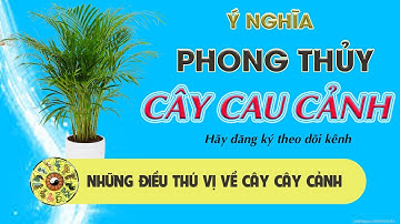 Những điều thú vị về cây Cau cảnh trong nhà đặc điểm, ý nghĩa và cách chăm sóc