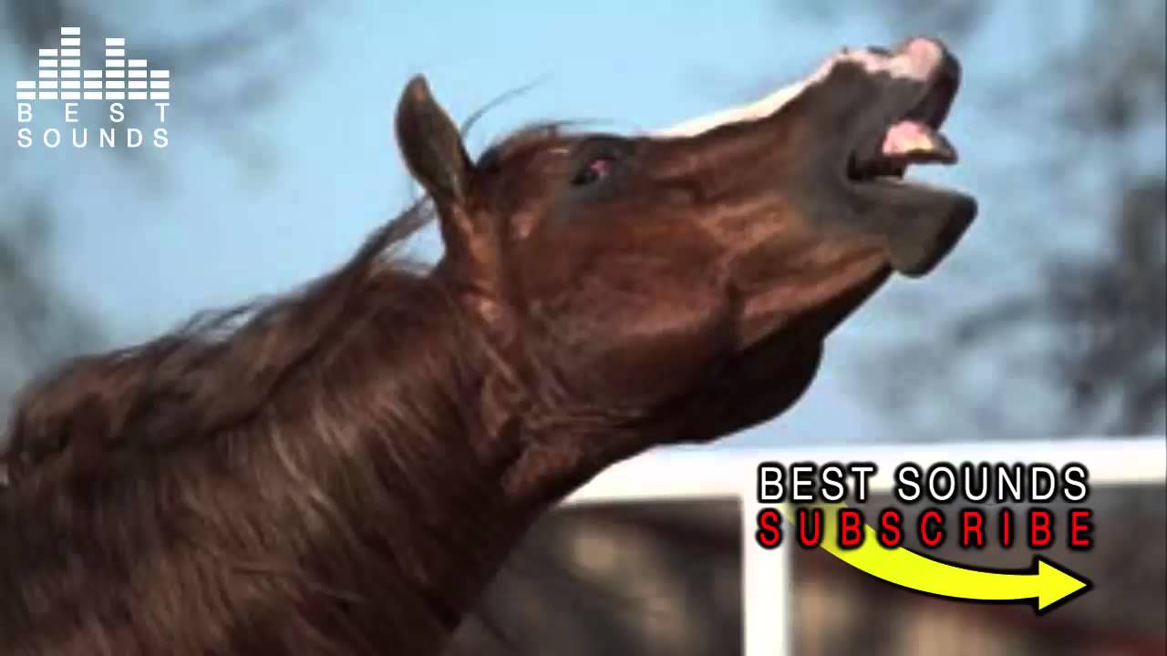 Neighing Horse SOUND YouTube