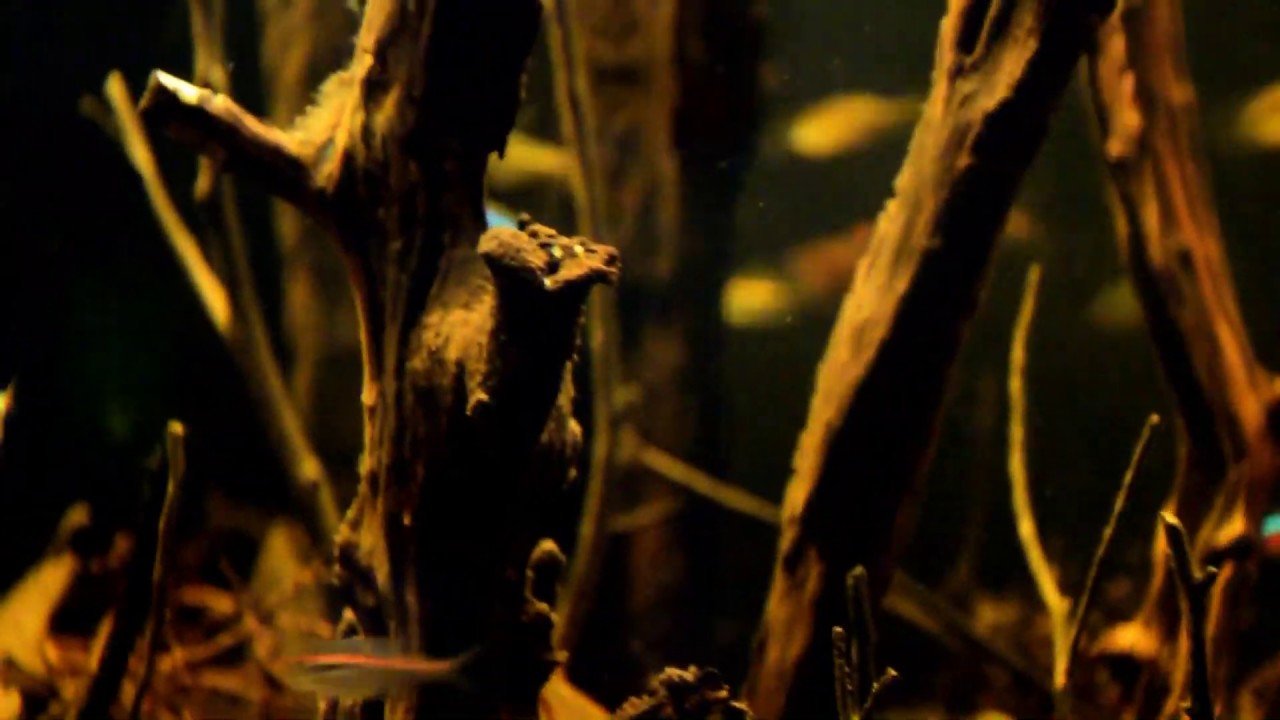 #BADC2019 / Stream near Rio Demini, Amazonas, Brazil, 194 L