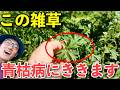 その雑草、抜かないで!青枯病対策になる植物の正体とは!?