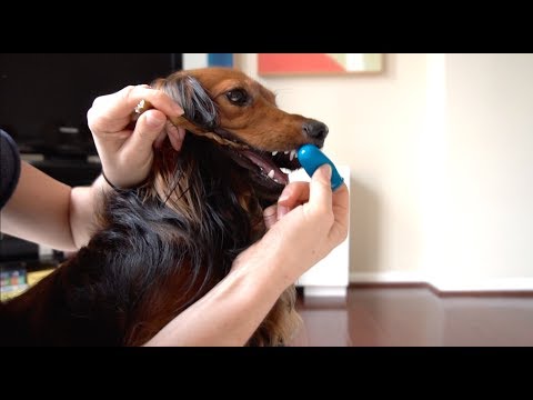 DJANGO - How to Brush Your Dog's Teeth If They Hate It