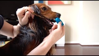 DJANGO  How to Brush Your Dog's Teeth If They Hate It