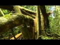 Documental  selva tropical el secreto de la vida