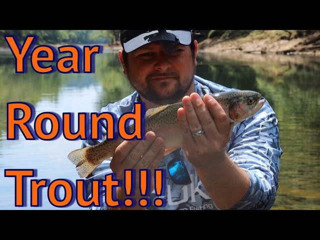 Year Round Trout Fishing (Sipsey Fork of Alabama) 