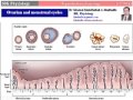 Uterine cycle 122013 by dr khaled a abulfadle