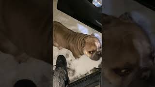 Motorcitymusclebullys Ice Cube out on a snow day