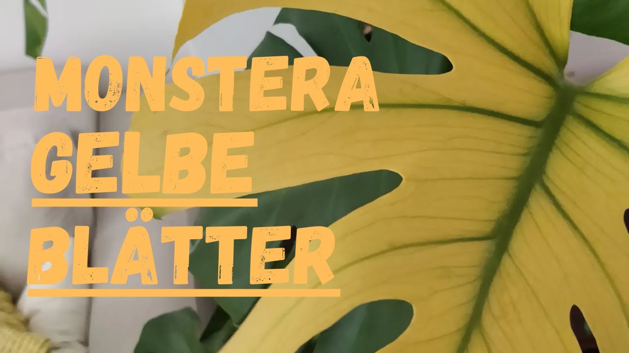 Monstera gelbe Bltter: Ursachen & Lsungen einfach erklrt!