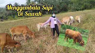 Menggembala sapi disawah