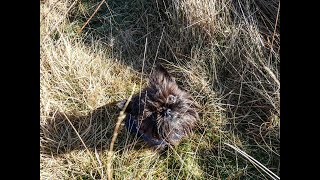 Pikestones on Anglezarke Moor - explored by two Affenpinschers by AffieFilms 227 views 1 year ago 16 minutes