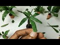 DIY How to Make Most Realistic Miniature Plants.