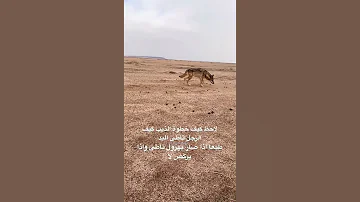 الذيب سرحان خطوات الذيب حيرتنا 