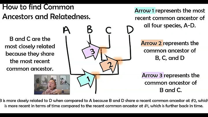 AP Biology Topic 7.9 Phylogeny part 1: Understanding Phylogenetic Trees