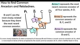 AP Biology Topic 7.9 Phylogeny part 1: Understanding Phylogenetic Trees