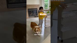 Baby sister mocking corgi walk #shorts