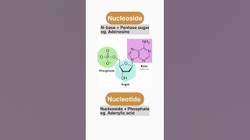 Nucleoside and Nucleotide #biomolecules #neet #education #biology #molecularbiology #dna #rna