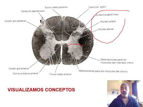 Vídeo: Una modificació de préstec és dolenta per al vostre crèdit?