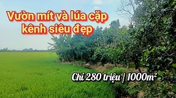 [Đã bán] T.47 - Vườn Mít và lúa cực đẹp cặp kênh sắp lên đan 3m | xã Mỹ Lợi B, H. Cái Bè, Tiền Giang