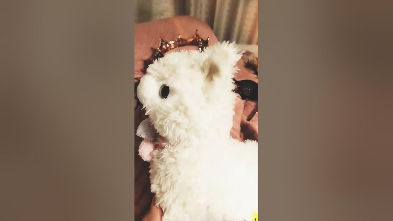 Peaches sung by Bear bear my stuffy☺️😘😄🐻‍ ️♥️🪅! YouTube