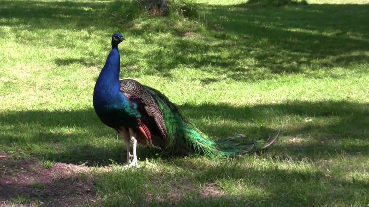 Poijat kun raitilla laulelivat