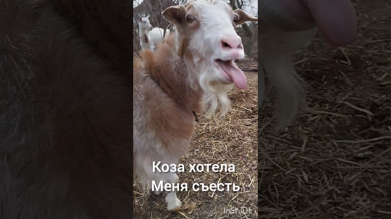 #коза