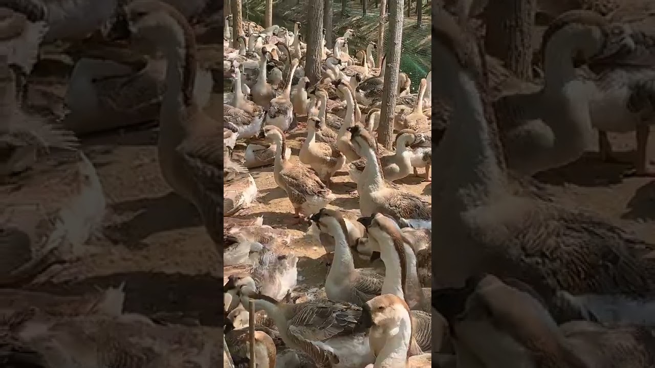 Goose and Duck in my house  