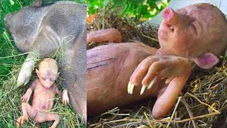 Farmer&#39;s Pig Gives Birth To Human Baby, He Takes A Closer Look And Starts Crying