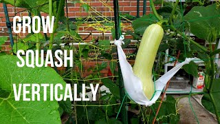 How to grow squash vertically - Kabocha and Butternut plant