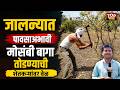 ‎JALANA FARMER NEWS : पावसाअभावी मोसंबी बागा तोडण्याची शेतकऱ्यांवर वेळ