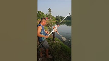 Mồi câu Trắm đen #fishing