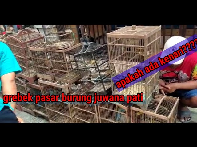 GREBEK PASAR BURUNG JUWANA PATI..|ADA BURUNG APA DISINI??? class=