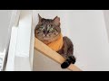 夏本番前に夫がエアコン掃除を始めたら階段の上に避難した猫がこうなりました笑
