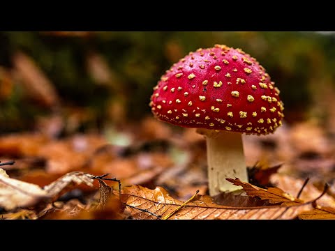 The ULTIMATE location for mushroom photography...