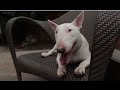 Bull Terrier 101: Is the Bull Terrier Right for You? の動画、YouTube動画。