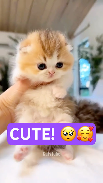 POV: Cutest Baby Cats Meowing! 🥰🐱🐾