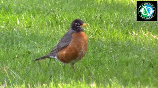 Winter Birds of PA!