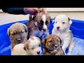 Giving My 5-Week-Old Rescue Puppies A Flea Bath!