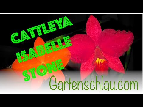 Cattleya Isabelle Stone: Zwei Arten, eine riesige rote Blüte