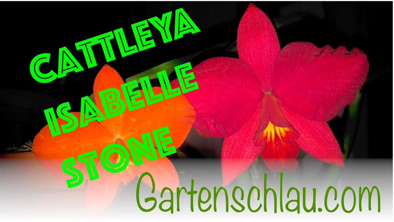 Cattleya Isabelle Stone: Zwei Arten, eine riesige rote Blüte
