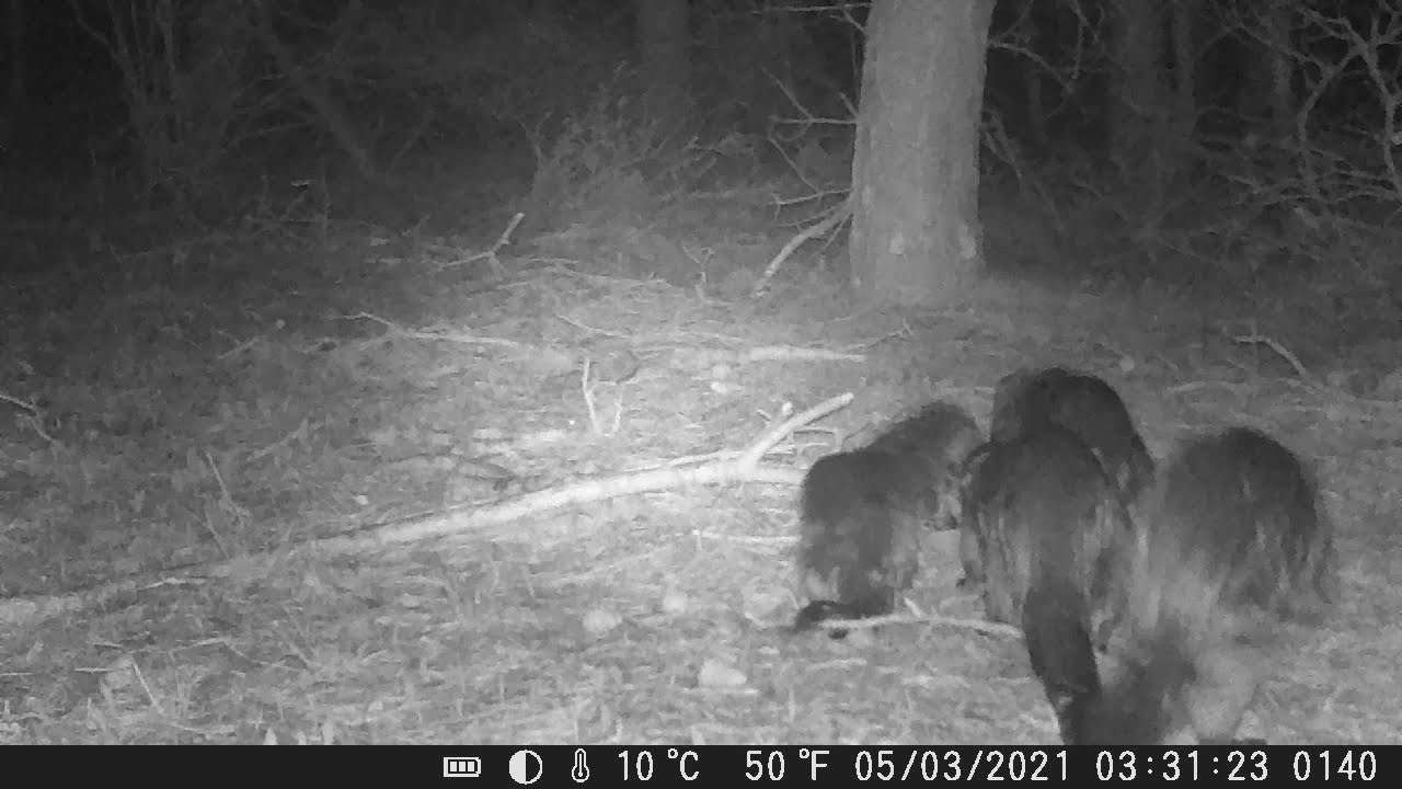 Otter Romp continues....