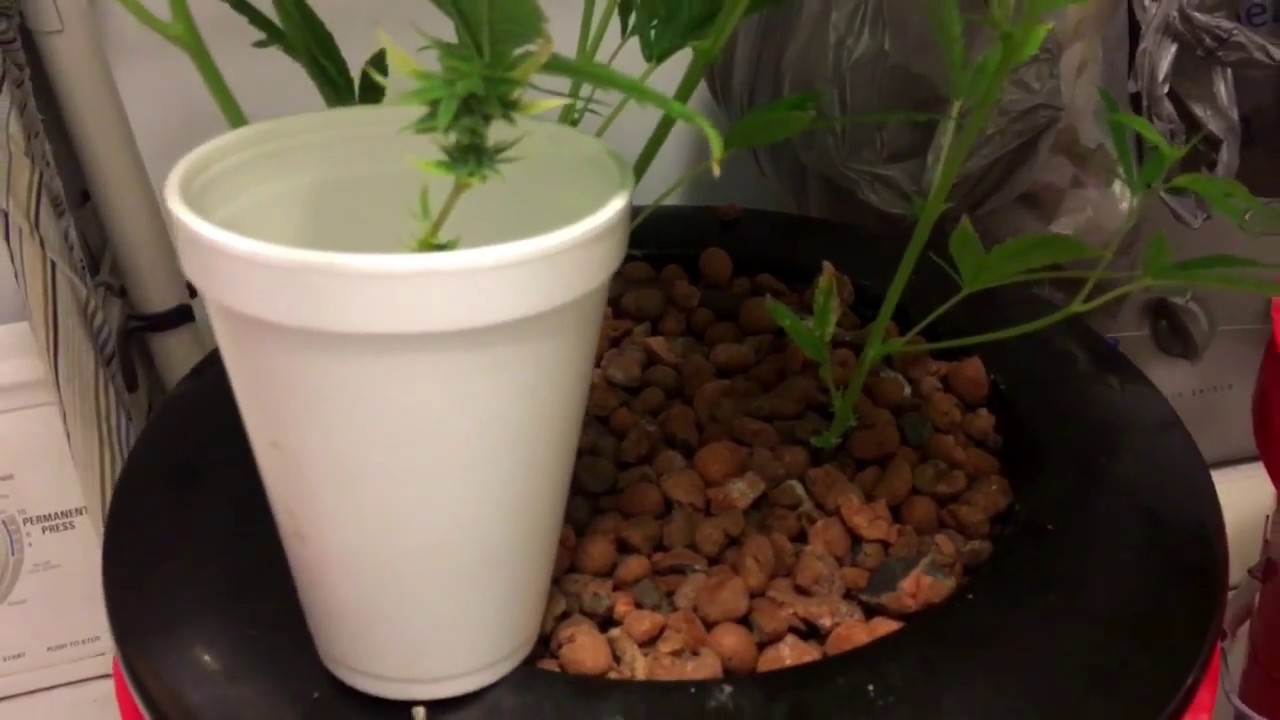 Jorge's Diamonds by Dutch Passion