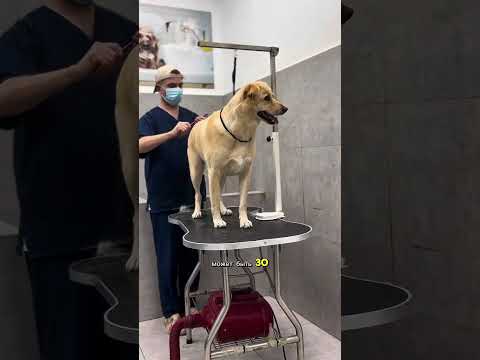 СЕНБЕРНАР и ПОЛУЛАБРАДОР В ГРУМИНГ-САЛОНЕ #собаки #груминг #grooming #тбилиси #georgia #грузия #vlog
