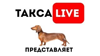 🔴 Прямой эфир.Реальная жизнь собак породы такса 🔴 Прямой эфир.Реальная жизнь собак породы такса