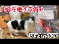 真菌まみれ‼️尻尾を切断した猫　ふじ子の近況報告