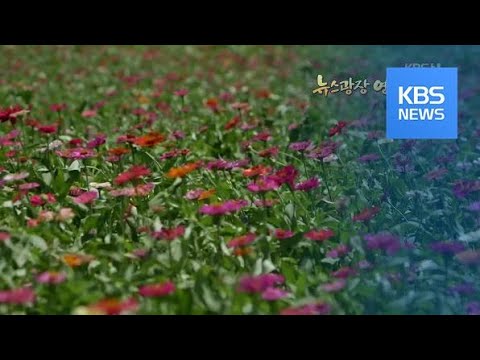 [뉴스광장 <strong>영상</strong>] <strong>백일홍</strong> / KBS뉴스(News)